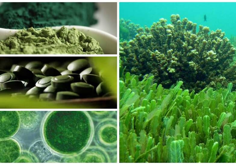 A series of photos showing algae, seaweed and other plants.